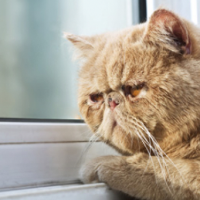 จัดการโรคชราเรื้อรัง